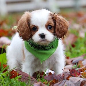Cavalier King Charles Spaniel Puppy Gemma