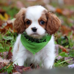 Cavalier King Charles Spaniel Puppy Gemma