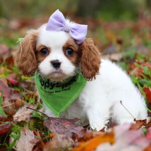 Cavalier King Charles Spaniel Puppy Gemma