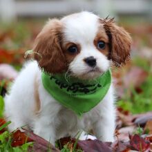 Cavalier King Charles Spaniel Puppy Gemma