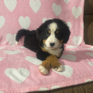 Bernese Mountain Dog Puppy Connie