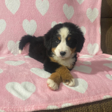 Bernese Mountain Dog Puppy Connie