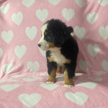 Bernese Mountain Dog Puppy Connie