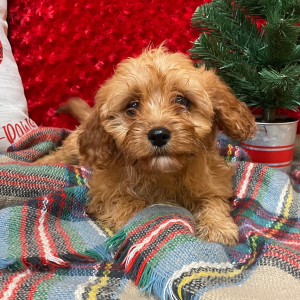 Cavapoo Puppy Annie