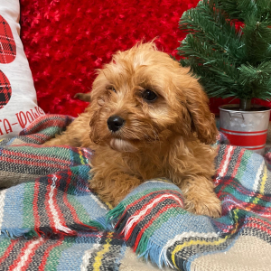 Cavapoo Puppy Annie