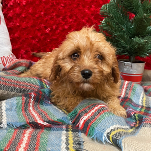 Cavapoo Puppy Annie