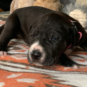 Great Dane Puppy Nakisha