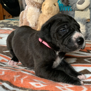 Great Dane Puppy Nakisha