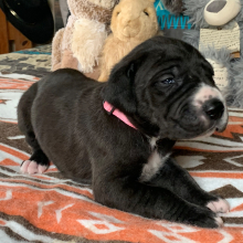 Great Dane Puppy Nakisha