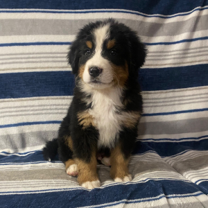 Bernese Mountain Dog Puppy Jim