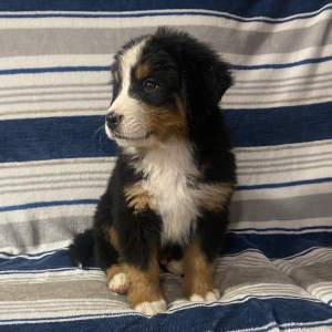Bernese Mountain Dog Puppy Jim