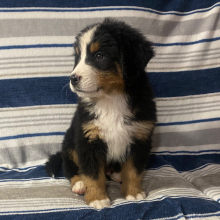 Bernese Mountain Dog Puppy Jim