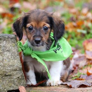 Dachshund Puppy Sprinkles
