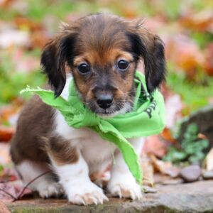 Dachshund Puppy Sprinkles