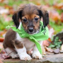 Dachshund Puppy Sprinkles
