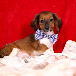 Dachshund Puppy Sprinkles