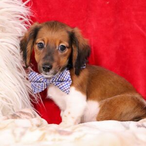 Dachshund Puppy Sprinkles