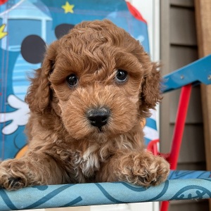 Cockapoo Puppy Silas