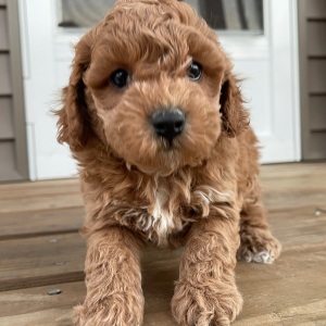 Cockapoo Puppy Silas