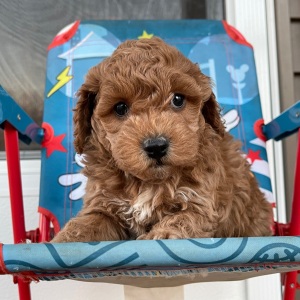Cockapoo Puppy Silas