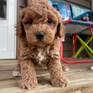 Cockapoo Puppy Silas