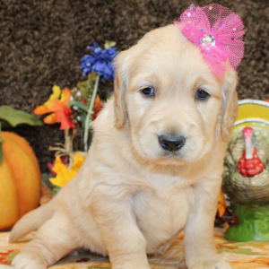 Golden Retriever Puppy Sarafina