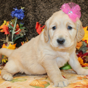 Golden Retriever Puppy Sarafina