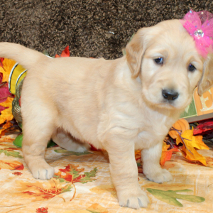 Golden Retriever Puppy Sarafina