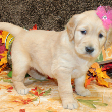 Golden Retriever Puppy Sarafina