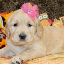 Golden Retriever Puppy Sarafina