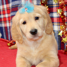Golden Retriever Puppy Sarafina