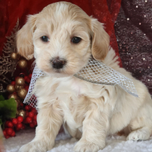 Maltipoo Puppy Maverick