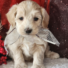 Maltipoo Puppy Maverick