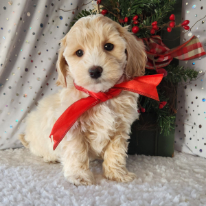 Maltipoo Puppy Maverick