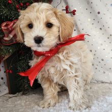 Maltipoo Puppy Maverick