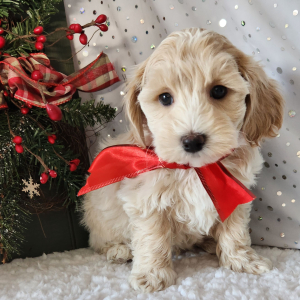 Maltipoo Puppy Maverick