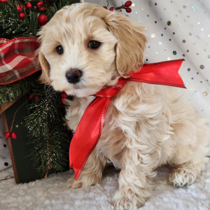 Maltipoo Puppy Maverick