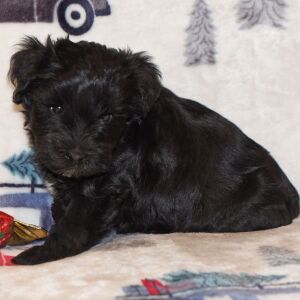 Miniature Schnauzer Puppy Princess