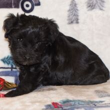 Miniature Schnauzer Puppy Princess