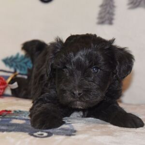 Miniature Schnauzer Puppy Princess