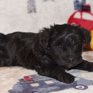 Miniature Schnauzer Puppy Princess