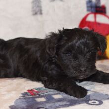 Miniature Schnauzer Puppy Princess