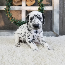 Dalmatian Puppy Orpha