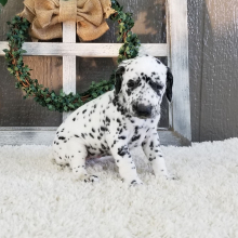 Dalmatian Puppy Orpha