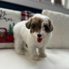 Aussiedoodle Puppy Baby