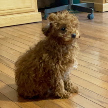 Poodle Puppy Lukas