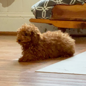 Poodle Puppy Lukas