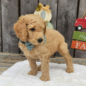 Goldendoodle Puppy Tator