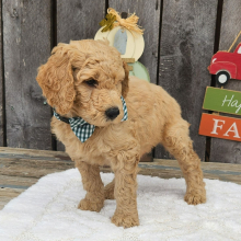 Goldendoodle Puppy Tator