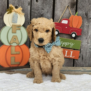 Goldendoodle Puppy Tator